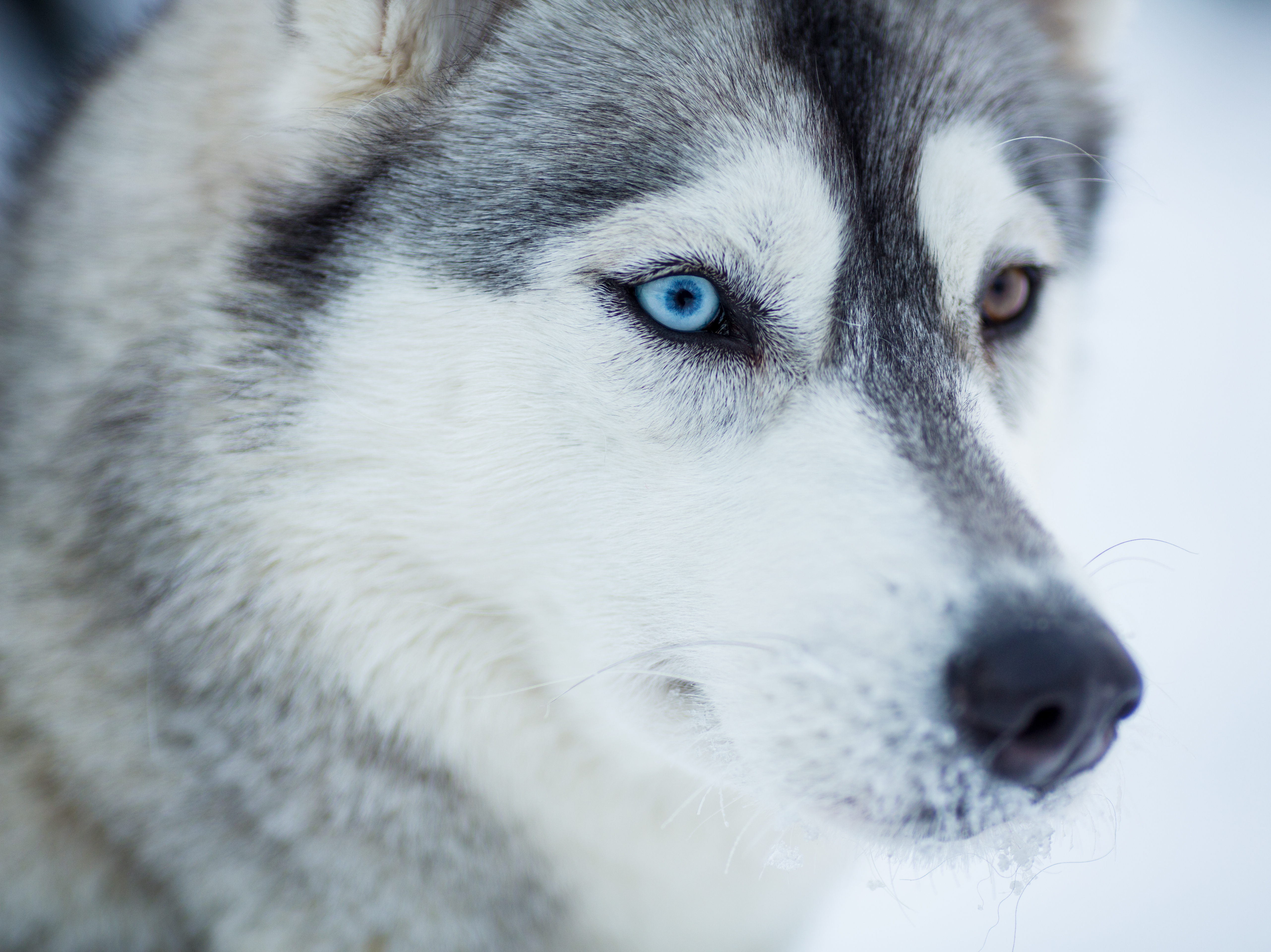 Siberian husky dog closeup portrait