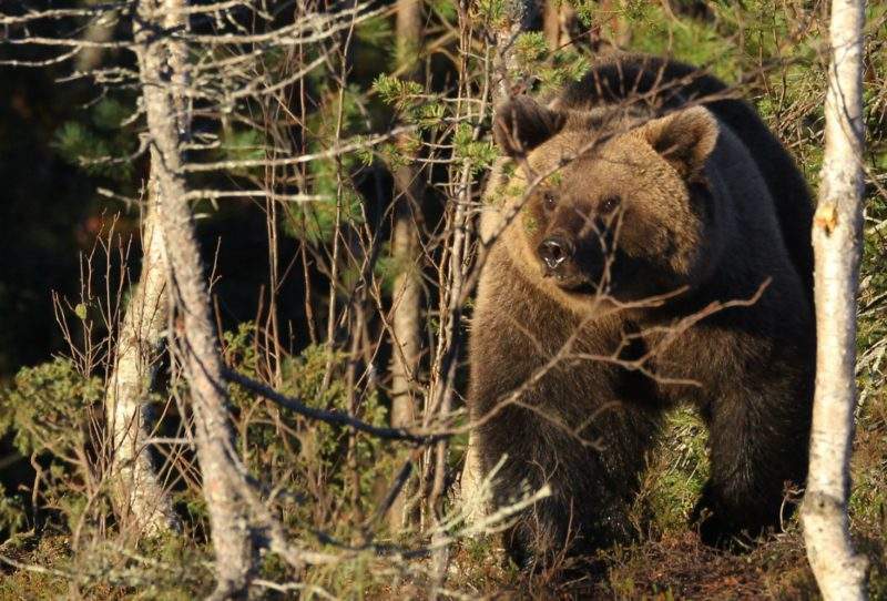Kuusamo je nejseverněji položené místo ve Finsku, kde můžete pozorovat medvědy v jejich přirozeném prostředí. zážitková dovolená