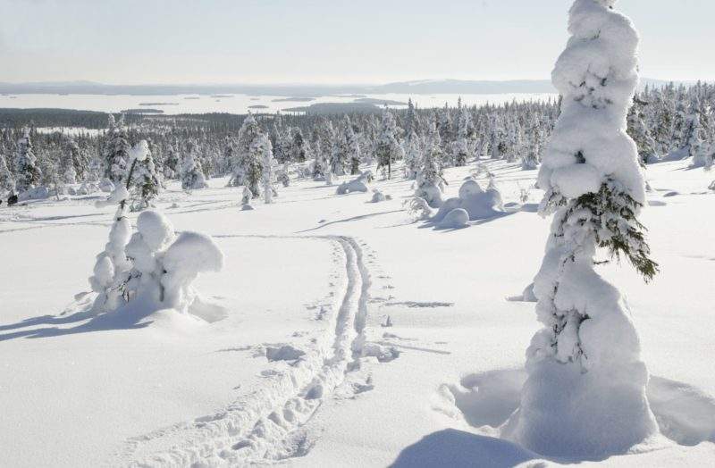 V zimě můžete při lyžování nebo procházce na sněžnicích obdivovat nádherné zasněžené stromy.