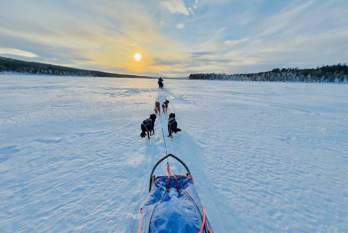 Husky severská expedice